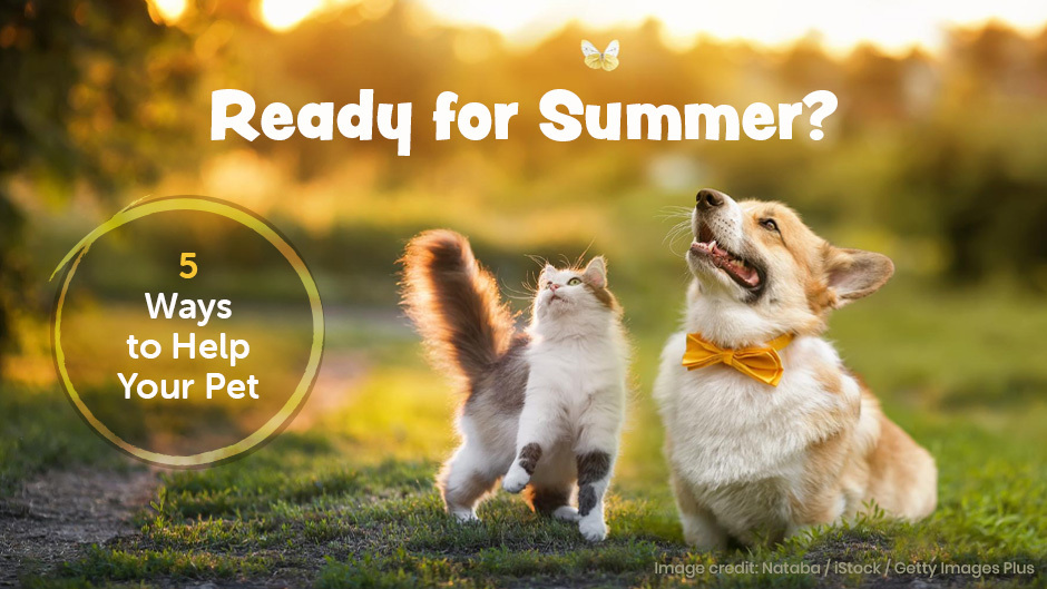 Help Your Pet Get Ready for Summer