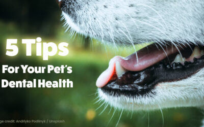 5 Tips for Your Pet’s Dental Health