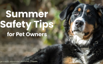 Summer Safety Tips for Pet Owners