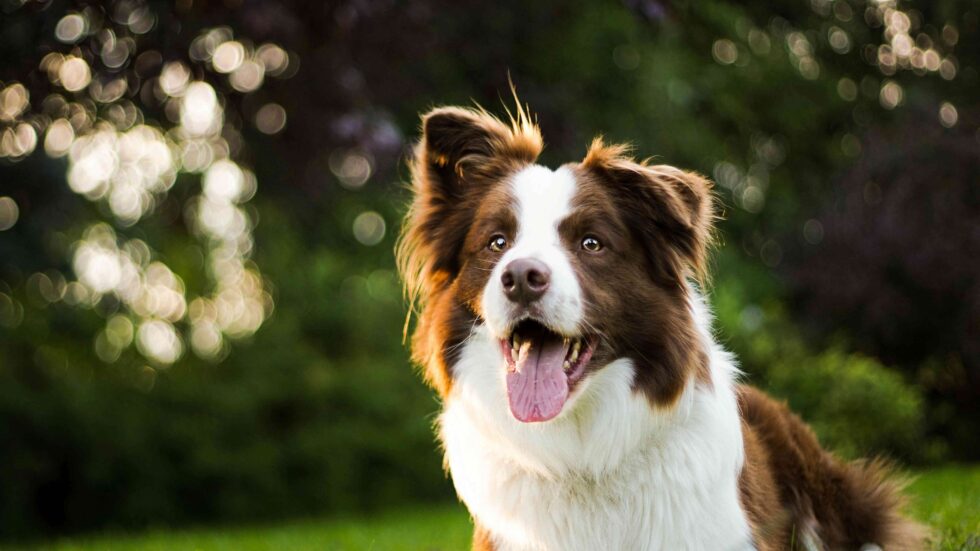 April Pet Health Tips: Prevent Heartworms and Lyme Disease Early